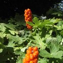Arum maculatum fruit